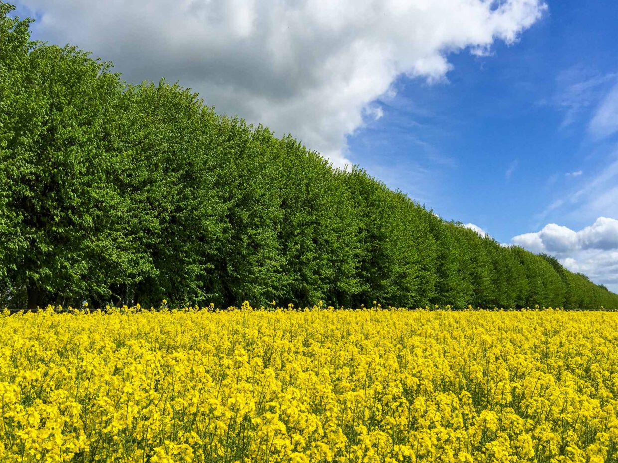 Drei – Drittel, bestehend aus Raps, Buchen und Himmel